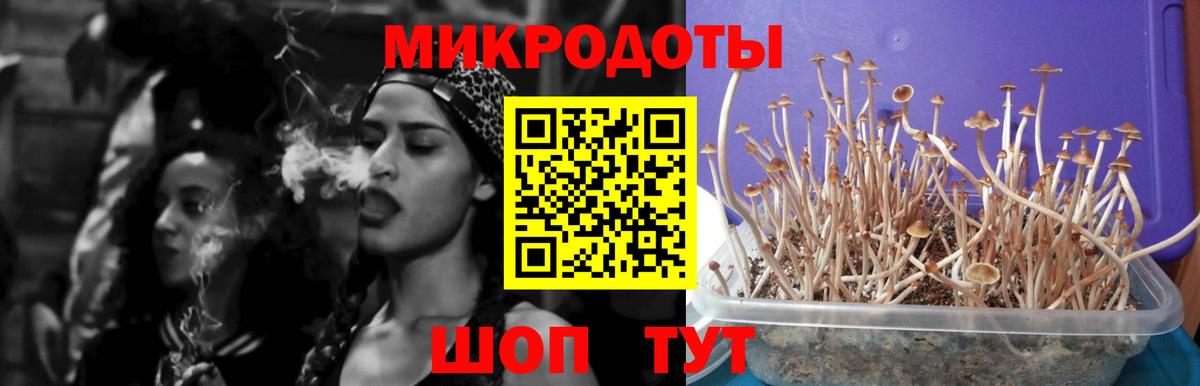 Галлюциногенные грибы Psilocybe Урюпинск